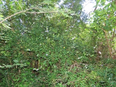 Barleria gueinzii