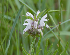 Monarda clinopodioides