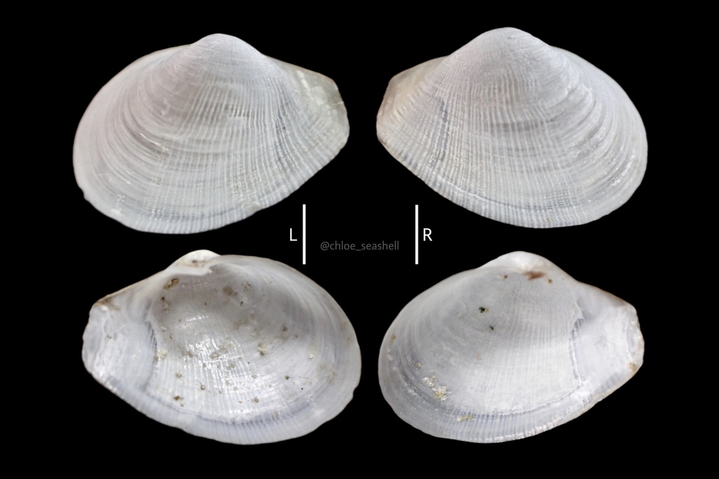 Lyonsia kawamurai