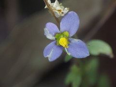 Exacum pedunculatum