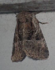 Meropleon ambifusca