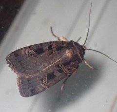 Pseudohermonassa tenuicula