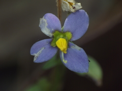 Exacum pedunculatum