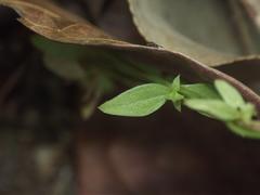 Exacum pedunculatum