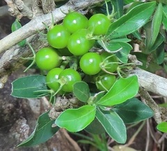 Pyrostria hystrix