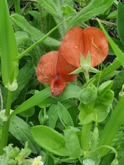 Lathyrus marmoratus