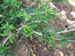 Pyrostria hystrix