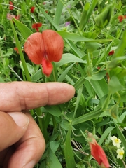 Lathyrus marmoratus