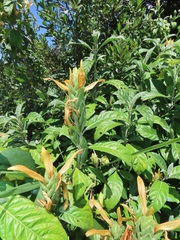 Metarungia longistrobus