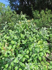 Metarungia longistrobus