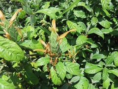 Metarungia longistrobus