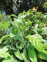 Metarungia longistrobus