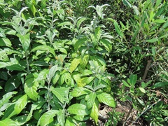 Metarungia longistrobus