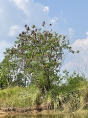 Leucaena leucocephala