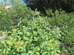 Metarungia longistrobus