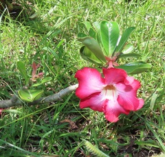 Adenium