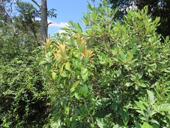 Metarungia longistrobus