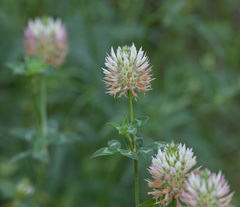 Trifolium vesiculosum