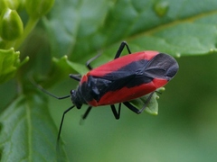 Dionconotus neglectus