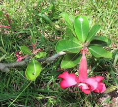Adenium