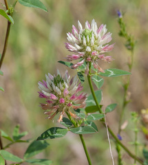 Trifolium vesiculosum