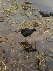 Gallinula chloropus