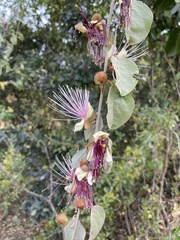 Capparis zeylanica