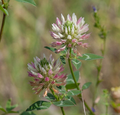 Trifolium vesiculosum