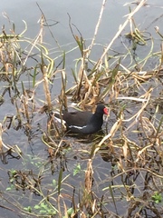 Gallinula chloropus