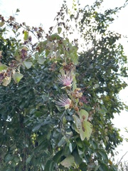 Capparis zeylanica