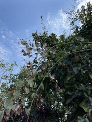 Capparis zeylanica