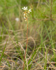 Saxifraga bronchialis