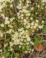 Saxifraga bronchialis