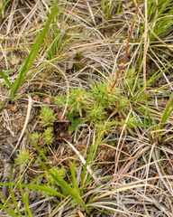 Saxifraga bronchialis