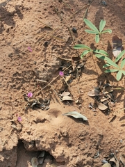 Tephrosia lupinifolia