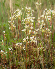 Saxifraga bronchialis