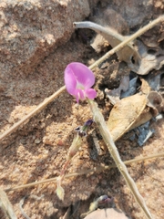 Tephrosia lupinifolia