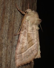 Hydraecia immanis