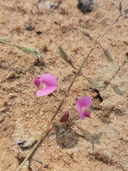 Tephrosia lupinifolia
