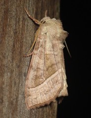 Hydraecia immanis