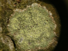 Lecanora barkmaniana