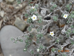 Euploca confertifolia
