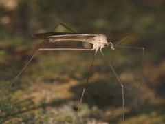 Diptera