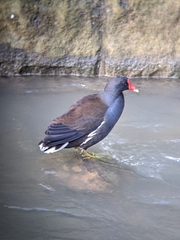 Gallinula chloropus