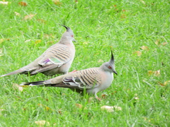 Ocyphaps lophotes
