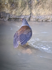 Gallinula chloropus