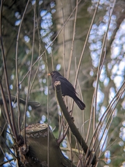 Turdus merula