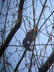 Sciurus vulgaris