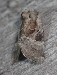 Meropleon ambifusca
