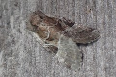 Meropleon ambifusca